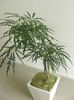 dark green Houseplant False Aralia photo (Tree)