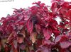 sarkans Telpaugu Uguns Pūķis Acalypha, Hoja De Cobre, Varš Leaf foto (Krūms)