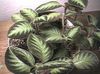 le piante rampicante Fiamma Viola, 