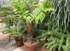 roheline Ruum Taim Florida Maranta foto (Puu)