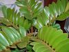 žalias Dekoratyviniai augalai Florida Marantos nuotrauka (Medis)