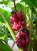 zelena Hiša Rastlina Cvetenja Banana fotografija (Drevesa)