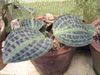 motley  Geogenanthus, Seersucker Tehase foto (Rohttaim)