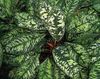 herbaceous plant Homalomena