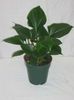 dark green  Homalomena photo (Herbaceous Plant)