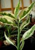 kropenatý Pokojová rostlina Jacobs Žebřík, Devils Páteř fotografie (Křoví)