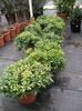 green Houseplant Japanese Laurel, Pittosporum tobira photo (Shrub)