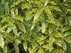 světle-zelená Pokojová rostlina Japonský Vavřín, Pittosporum Tobira fotografie (Křoví)