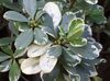 rengârenk Ev bitkisi Japon Defne, Pittosporum Tobira fotoğraf (Çalı)