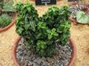 зеленый Комнатное растение Бересклет (Эвонимус) фото (Кустарники)
