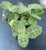 motley  Macodes photo (Herbaceous Plant)