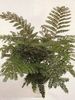 planta herbácea Mahogany Fern, Terrestrial Fern