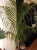 зеленый Комнатное растение Маскарена (Гиофорба) фото (Деревья)