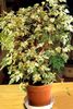 margas Dekoratyviniai augalai Pipirų Vynmedis, Porcelianas Uogų nuotrauka 