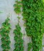 grønn Potteplante Pepper Vintreet, Porselen Bær bilde (Liana)