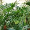 grøn  Philodendron foto (Urteagtige Plante)