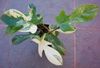 杂色 室内植物 蔓绿绒藤本植物 照片 