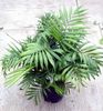 grün Zimmerpflanze Philodendron Liana foto 