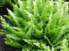 verde  Phyllitis foto (Herbáceas)