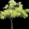 薄緑 観葉植物 Pisonia フォト (木)