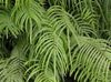 groen  Pteris foto (Kruidachtige Plant)