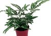 herbaceous planta Pteris