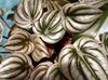 zilverachtig  Radiator Plant, Watermeloen Begonia's, Baby Rubber Fabriek foto 