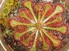 草本植物 丸い葉のモウセンゴケ