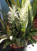 motley  Sansevieria photo (Herbaceous Plant)