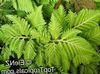 svetlo-zelená Selaginella