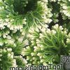 motley  Selaginella photo (Herbaceous Plant)