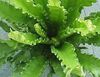 zielony  Asplenium (Spleenwort) zdjęcie (Trawiaste)