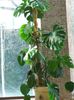 tamsiai žalia Dekoratyviniai augalai Split Lapų Filodendras nuotrauka (Liana)