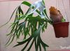 zielony  Platycerium (Łopata) zdjęcie (Trawiaste)