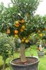 绿 室内植物 甜橙 照片 (树)