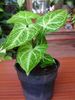 variegado Planta da Casa Syngonium foto (Cipó)