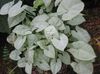 zilverachtig Kamerplanten Syngonium foto (Liaan)