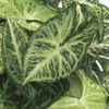 gesprenkelt Zimmerpflanze Syngonium foto (Liane)
