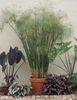 herbaceous plant Umbrella Plant