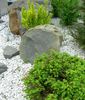 jasno-zielony Roślina Alberta Świerk, Czarne Wzgórza Świerk, Jodła, Świerk Kanadyjski zdjęcie