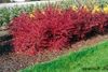 rood Plant Berberis, Japanse Berberis foto