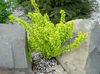 yellow Plant Barberry, Japanese Barberry photo