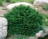 зелен Биљка Бирдснест Смрека, Норвешка Смрека фотографија