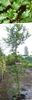 zaļš Augs Kopējā Dižskābardis, Eiropas Dižskābardis foto