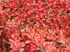 raudonas augalas Cotoneaster Horizontalis nuotrauka