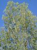 svetlo-zelena Rastlina Cottonwood, Topol fotografija