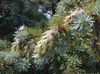 gyllene Växt Douglasgran, Oregon Pine, Röd Gran, Gul Gran, Falsk Gran foto
