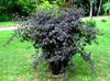 Physocarpus Kalinolistny