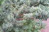 英国紫杉，红豆杉加拿大，地面铁杉