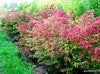 solitaire Euonymus